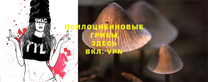 Галлюциногенные грибы MAGIC MUSHROOMS  как найти   Камышин 